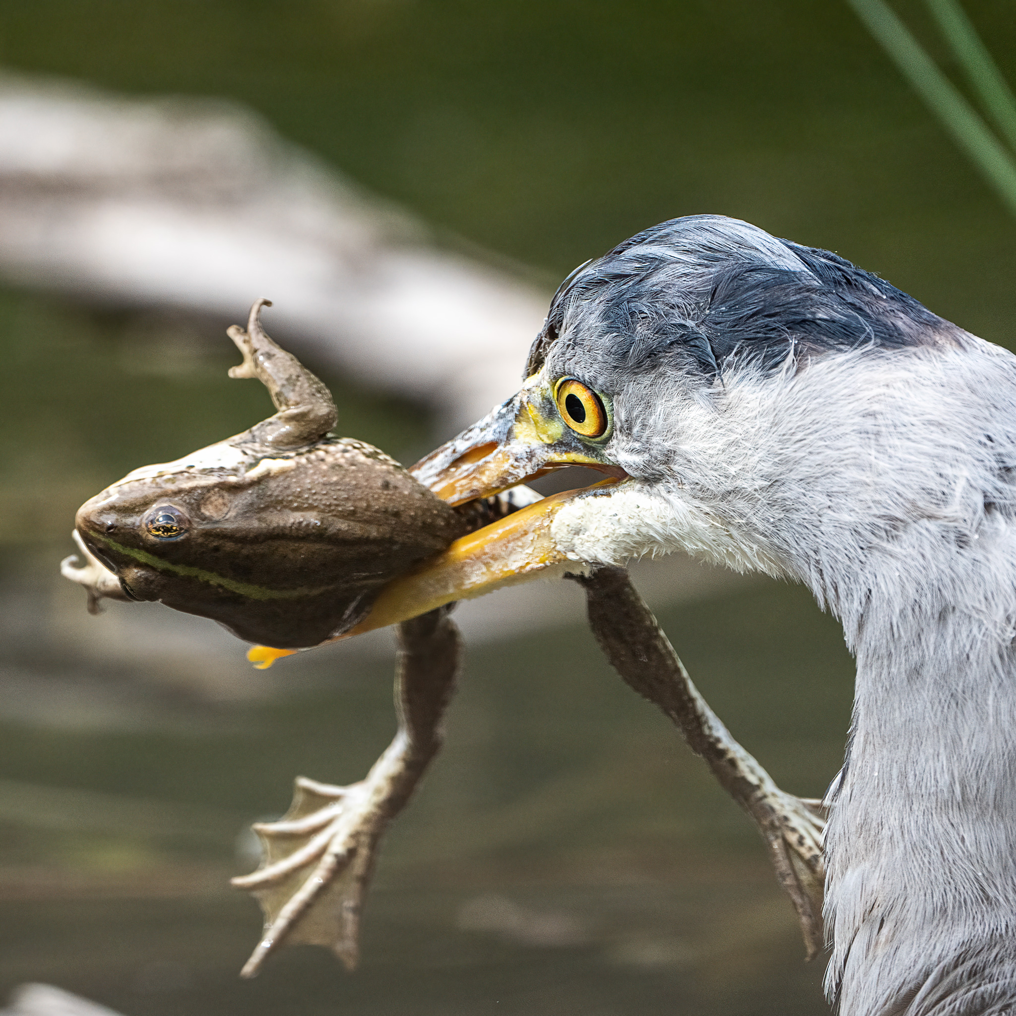 BirdLife 4