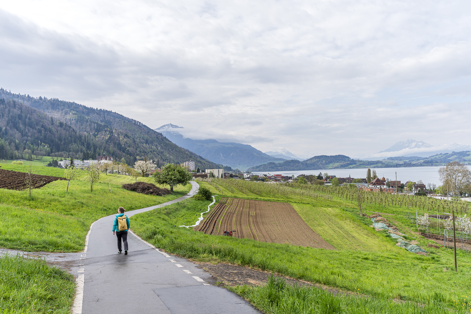 Short Cherry Blossom Walk from Zug to Walchwil
