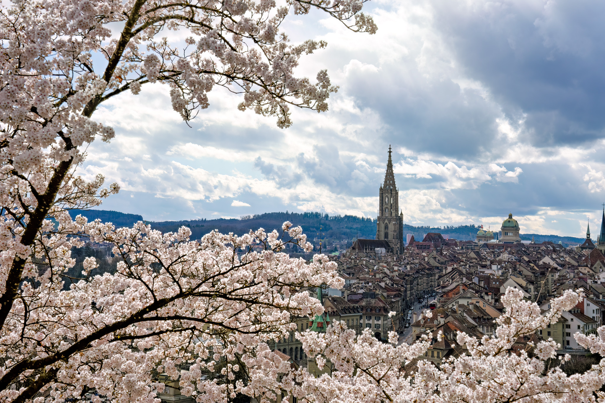 Bern Kirschbaum-Blühen-0004