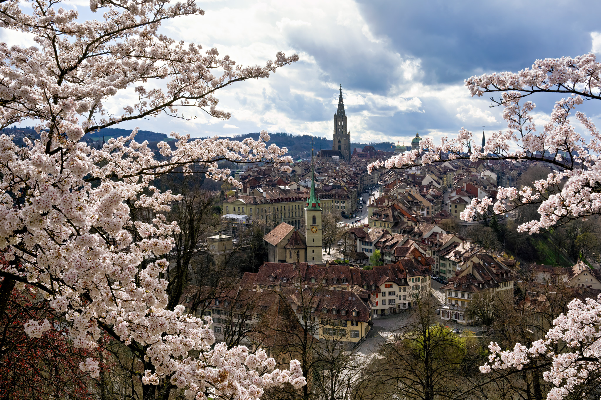 Bern Kirschbaum-Blühen-0002