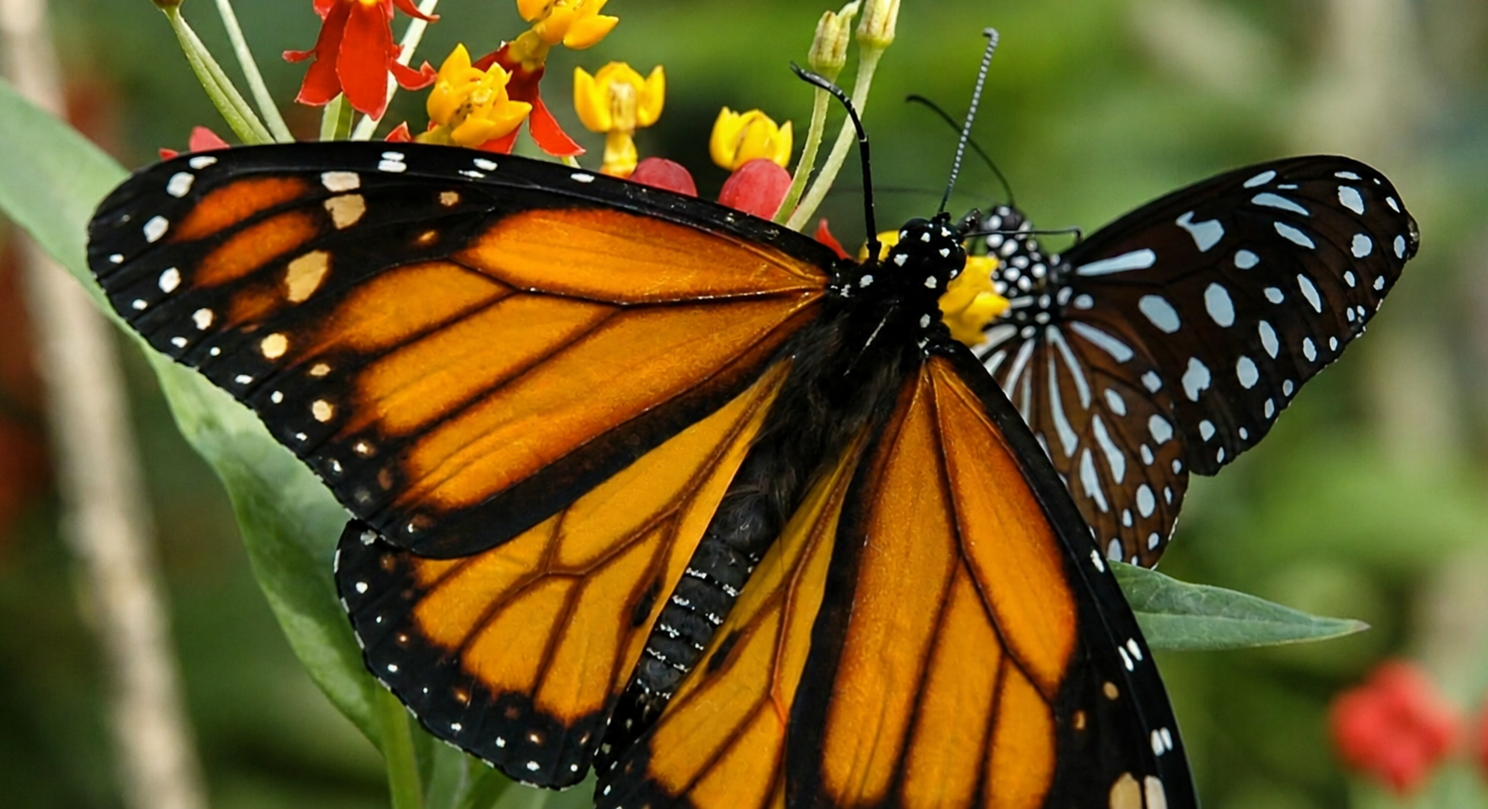Papiliorama 1