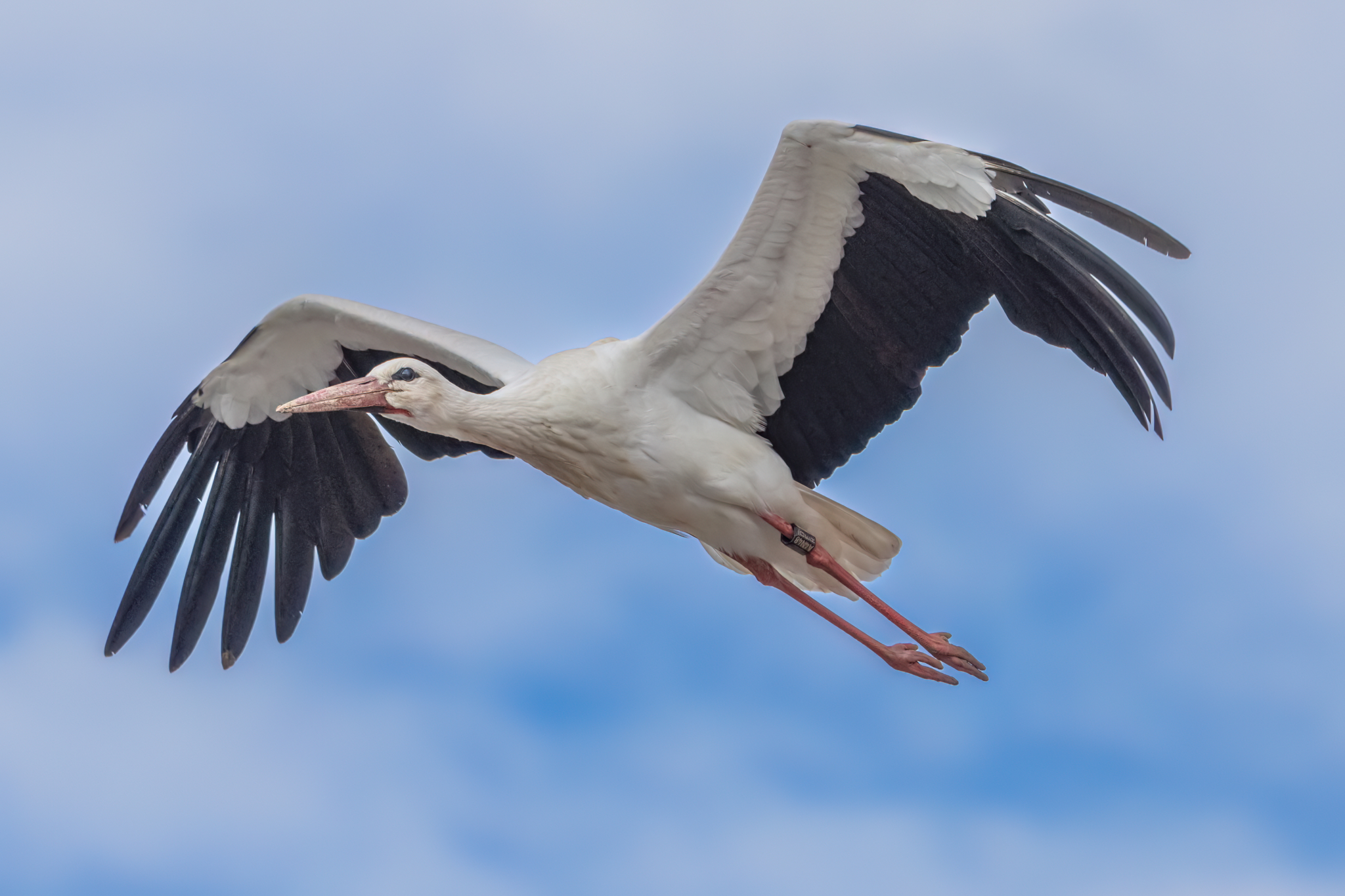 BirdLife 18